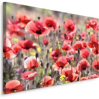Karo-art Schilderij - Veld met Klaprozen , Wanddecoratie , Premium print