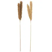 J-Line Droogbloemen - Tak Veer Pampas - naturel - 2 stuks