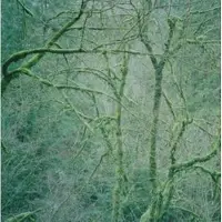 Konkurrent Six Organs Of Admittance - Dust & Chimes (LP) (Coloured Vinyl)
