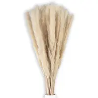Intirilife pampagras 30 stuks in wit - naturel droogbloem zacht duurzaam rietgras voor decoratie en diverse gelegenheden