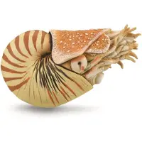 Collecta Figurine - Nautilus Pompilius - (Xl) - Prehistorie - Handgeschilderd - Miniatuur