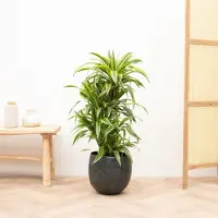 Green bubble Dracaena Deremensis Lemon Lime vertakt - 100cm