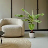 Everspring - Bananenplant (Musa) - 150 cm - ⌀30 - Tropische Kamerplanten - Indoor Decoratie - Luchtzuiverend - Gemakkelijk te Verzorgen