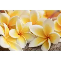 Dimex Fotobehang - Plumeria 375x250cm - Vliesbehang