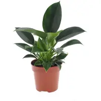FloraStore Philodendron 'Green Princess' - Pot 12cm - Hoogte 20-30cm - Phil. Green Princess P12