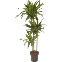 Plant in a Box Dracaena fragrans 'Janet Craig' - XXL - Pot 24 cm - Hoogte 140-150cm - Dracaena Janet Craig P24
