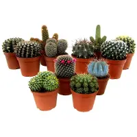 Plant in a Box Mini-Cactussen - Mix van 12 stuks - Pot 5,5cm - Hoogte 5-10cm - Cactus Mix P5,5 x12