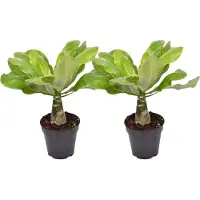 FloraStore Brighamia Insignis 'Hawaii' - Set van 2 - Pot 12cm - Hoogte 25-35cm - Brighamia Insignis P12 x2