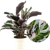 FloraStore Calathea Fusion White - Luchtzuiverend - Kamerplant - Pot 14cm - Hoogte 30-40cm