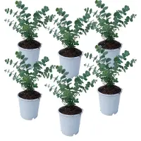 FloraStore Eucalyptus Pulverulenta 'Babyblauw' - Set van 6 - Pot 12cm - Hoogte 25-40cm - Eucalyptus x6