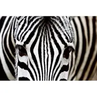 Dimex Fotobehang - Zebra 375x250cm - Vliesbehang