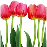 Dimex Fotobehang - Bed of Tulips 225x250cm - Vliesbehang