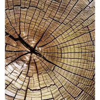 Dimex Fotobehang - Wood 225x250cm - Vliesbehang