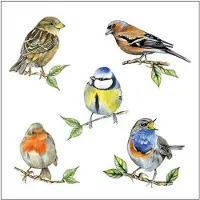 Ambiente Servet 25 Bird species white