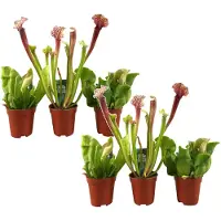 FloraStore Sarracenia purpurea - Vleesetende plant - Set van 6 - Pot 5,5cm - Hoogte 10-15cm - Sarracenia Mix 6-pack