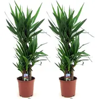 FloraStore - Yucca Elephantipes - Set van 2 -kamerplant - pot 21cm - Hoogte 70-80cm