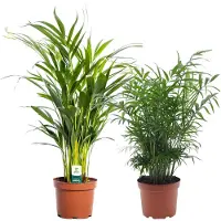 FloraStore Areca, Chamaedorea - Mix van 2 - Pot 17cm - Hoogte 50-70cm - Indoor Palmmix P17 x2