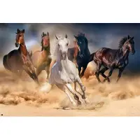 Merkloos Poster Five Horses 91,5x61cm