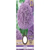 Florex Allium Gladiator 18/20 1 stuk
