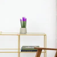 Green bubble Sansevieria Cylindrica Velvet Touchz paars - 25cm