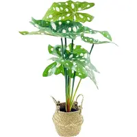 Eurofirany Kunstplant - gedroogde bloem Eurocurtains Alocasia, kunstbloem in een mand