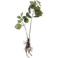 Mica Decorations Kunstplant Eucalyptus 12 X 28 X 64 Cm