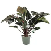 Beautanic Lifestyle Philodendron (Philodendron 'Red Beauty') D 27 H 100 Cm