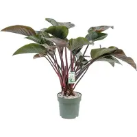 Beautanic Lifestyle Philodendron Red Beauty II Potmaat 30 H110-120 kamerplant