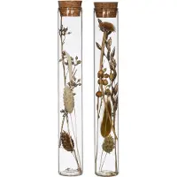 Packlinq Glazen buis met diverse droogbloemen naturel Ø3cm. H: 20cm - 12 st
