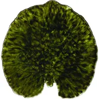 Costa Nova Riviera Alchemille schaal Forest, 18 cm
