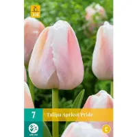 JUB - Tulipa apricot pride
