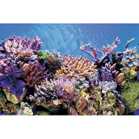 Superfish Aquarium Decoratie Poster A2 Multi 60 X 49 Cm