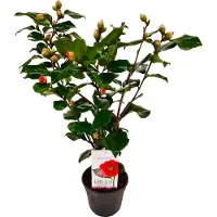 FloraStore Camellia japonica 'Dr. King' - Japanse Roos - Pot 15cm - Hoogte 50-60cm - Camellia Dr. King P15