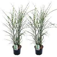 FloraStore Miscanthus Zebrinus - Winterhard Siergras - Set van 2 - Ø23cm - Hoogte 20-30cm - Miscanthus Zebrinus P23 x2