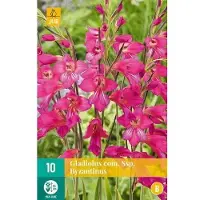 JUB - Gladiolus com ssp. Byzantinus