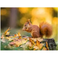 PosterMonkey Poster 40x30 cm - Eekhoorn - Herfst - Bosdieren - Herfstbladeren - Bos - Posters - Kamer decoratie - Wanddecoratie woonkamer - Muurdecoratie slaapkamer