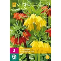 Jub holland - bloembollen - Fritillaria imperialis Gemengd - maat 18/20 cm - 3 stuks