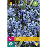 Jub holland - bloembollen - Scilla siberica - maat 7/8 - 50 stuks