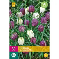 Jub holland - bloembollen - Fritillaria Meleagris - maat 6/7 - 30 stuks