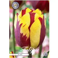 Sam van Schooten Nederlands Beste Kwaliteits bloembollen - Tulpen Tulp Triumph Helmar x7 12/+s