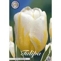 Sam van Schooten Alfred Heineken Darwin Hybride Tulpen bollen 10 stuks Bolmaat 12+