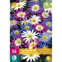 Jub holland - bloembollen - Anemone/Anemoon Blanda Mix - maat 4/5 - 30 stuks