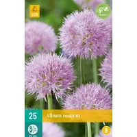 JUB - Allium roseum