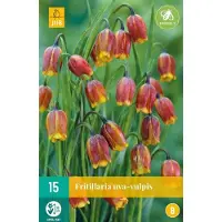 JUB - Fritillaria uva-vulpis