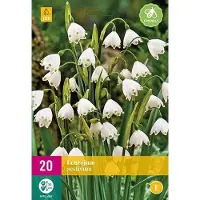 JUB Leucojum aestivum bloembollen 20 bollen Zomerklokje