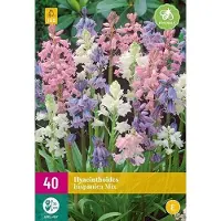 Jub holland - bloembollen - Spaanse boshyacint/Hyacinthoides hispanica Mix - maat 7/8 - 40 stuks