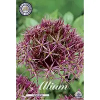 Dutch flower lady Christophii (syn. Albopilosum) Allium Bloembollen 5stuks bolmaat 12/14
