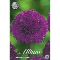 Dutch flower lady Purple Sensation Allium Bloembollen 5 stuks bolmaat 12/14