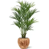 Maxifleur Kunstplanten Kentia deluxe kunstpalm XL 190cm