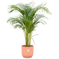 123flora.nl Combi deal - Areca palm inclusief elho Vibes Fold Round roze Ø30 - 140 cm
